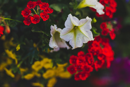 colorful mixed flowers shot at shallow depth of fieldの写真素材