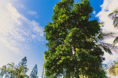 GOLD COAST, AUSTRALIA - January 7th, 2015: tropical trees and high-rise buildings in Surfers Paradiseのeditorial素材