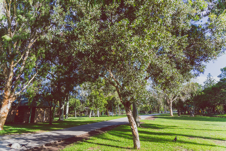 GOLD COAST, AUSTRALIA - January 7th, 2015: detail view of the Les Rodgers Memorial Park in Surfers Paradise with its tropical plants and treesのeditorial素材