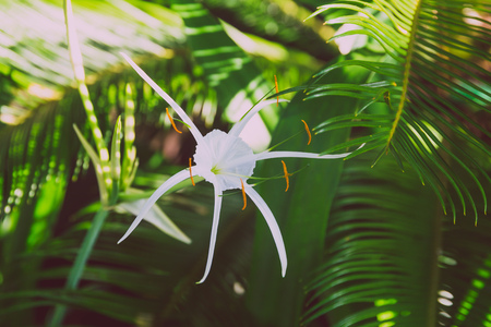 close-up of beautiful subtropical wild white lily plant shot in Queensland, Australia in summerの写真素材
