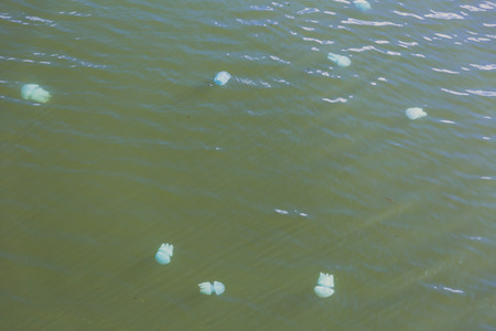 GOLD COAST, AUSTRALIA - January 7th, 2015: jellyfish in the river in Surfers Paradise
