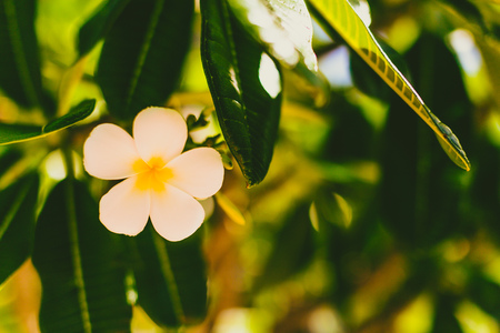 close-up of beautiful subtropical frangipani plant shot in Queensland, Australia in summerの写真素材