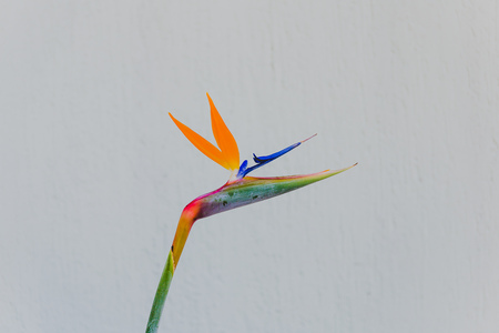 close-up of beautiful subtropical strelitzia Bird of Paradise plant shot in Queensland, Australia in summerの写真素材