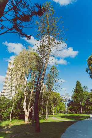 GOLD COAST, AUSTRALIA - January 7th, 2015: detail view of the Les Rodgers Memorial Park in Surfers Paradise with its tropical plants and treesのeditorial素材
