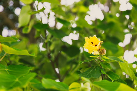close-up of beautiful subtropical hibiscus plant shot in Queensland, Australia in summer