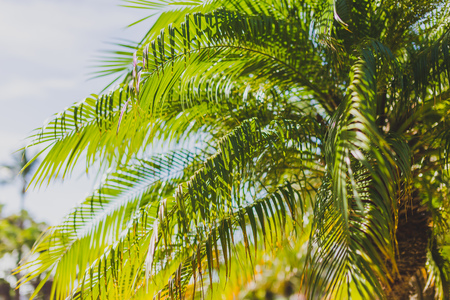 close-up of beautiful subtropical palm trees shot in Queensland, Australia in summerの写真素材