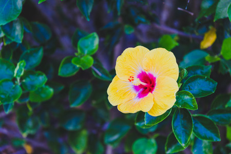 close-up of beautiful subtropical hibiscus plant shot in Queensland, Australia in summer