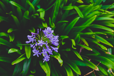 close-up of beautiful subtropical Agapanthus Lily of the Nile plant shot in Queensland, Australia in summerの写真素材