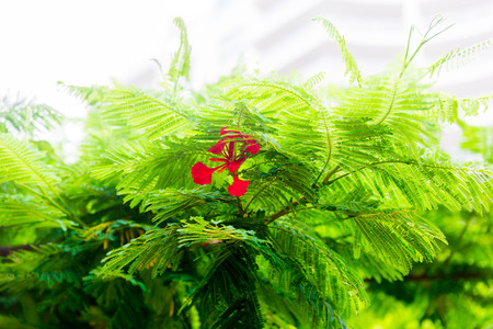 close-up of beautiful subtropical Illawarra flame tree plant shot in Queensland, Australia in summer