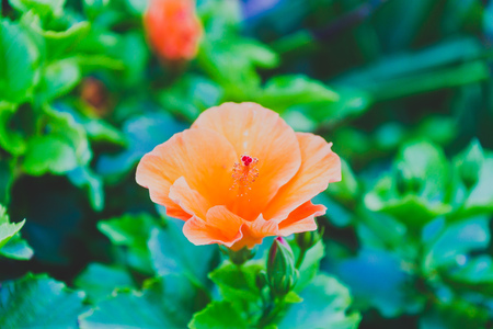 close-up of beautiful subtropical hibiscus plant shot in Queensland, Australia in summer