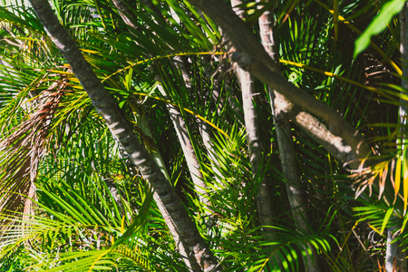 close-up of beautiful subtropical palm trees shot in Queensland, Australia in summerの写真素材