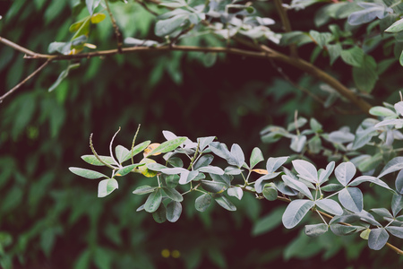 tree branch with cold-toned leaves shot at shallow depth of fieldの写真素材