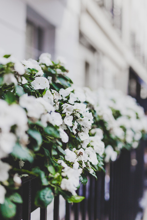 LONDON, UNITED KINGDOM - August 23rd, 2018: beautiful London fences with flowers and decor shot at shallow depth of fieldのeditorial素材