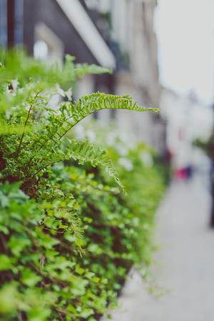 LONDON, UNITED KINGDOM - August 13th, 2018: beautiful London fences with flowers and decor shot at shallow depth of fieldのeditorial素材