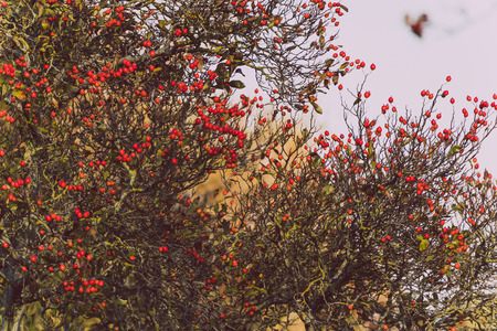 close-upof golden and orange toned leaves with red berries shot in city park in autumnの写真素材