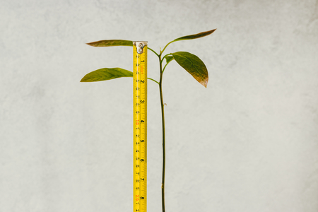 avocado plant with tall stem and green leaves with measuring tape checking his growth, concept of gardening and green thumbの写真素材