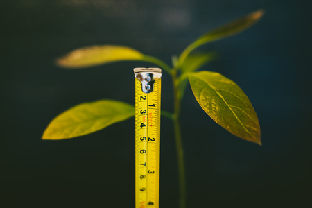 avocado plant with tall stem and green leaves with measuring tape checking his growth, concept of...