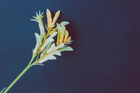 close-up of kangaroo paw flowers with pale green and red tones on dark backgroundの写真素材