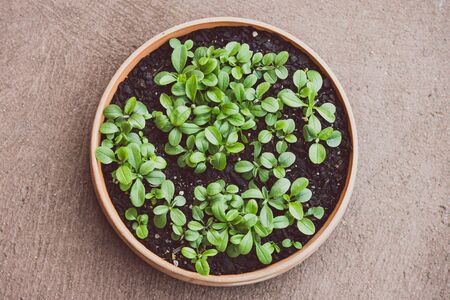 small forget-me-not seedlings in terracotta pot on concrete terrace background