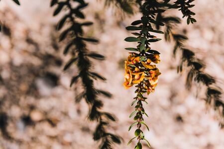 eutaxia obovata (also called egg and bacon plant) with green spiky leaves and yellow blossons, shot at shallow depth of fieldの写真素材
