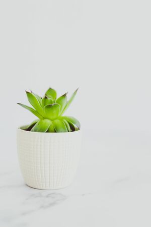 tiny white pot with green succulent plant on marble tabletop, minimalist style and compositionの写真素材