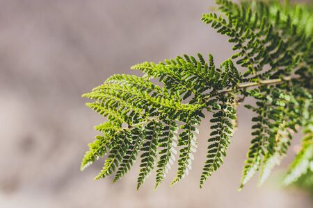 detail of fern leaves shot at shallow depth of field with sand in the backgroundの写真素材