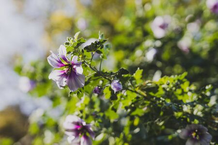 hibiscus syriacus althea rose of sharon flower (also called aphhrodite hibiscus) tree shot on a sunny morning, with shallow depth of fieldの写真素材
