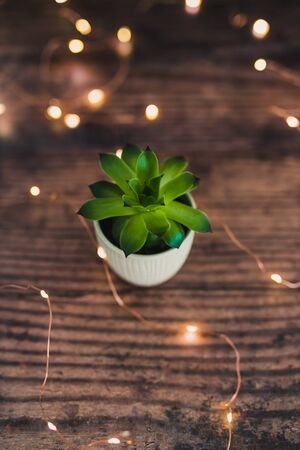 tiny white pot with green succulent plant on dark wooden tabletop surrounded by fairy lights, minimalist style and compositionの写真素材