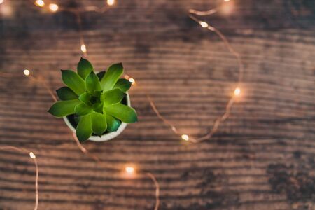 tiny white pot with green succulent plant on dark wooden tabletop surrounded by fairy lights, minimalist style and compositionの写真素材