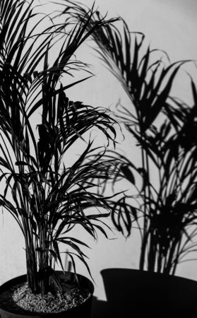 palm tree leaves in indoor seting with shadow on the wall, edited with contrasty cones and shot under harsh sunlightの写真素材