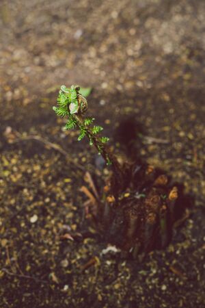 small fern branch growing in the typical twirl shape, shot at shallow depth of field with flash