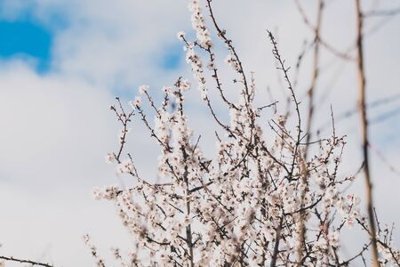 tree with pink blossoms all over its branches, spring inspired shot