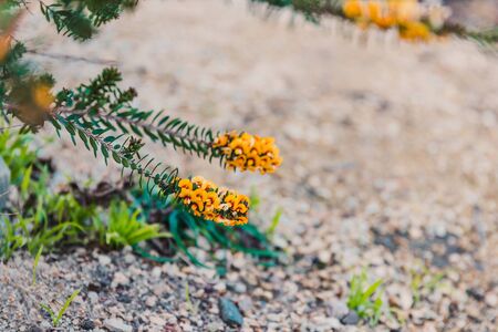 eutaxia obovata (also called egg and bacon plant) with green spiky leaves and yellow flowers, shot at shallow depth of fieldの写真素材