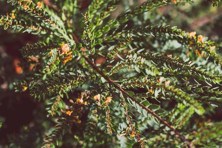 eutaxia obovata (also called egg and bacon plant) with green spiky leaves and yellow flowers, shot at shallow depth of fieldの写真素材