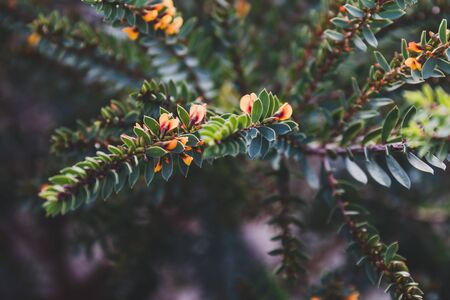 eutaxia obovata (also called egg and bacon plant) with green spiky leaves and yellow flowers, shot at shallow depth of fieldの写真素材
