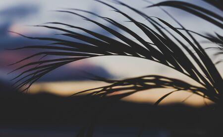 palm tree leaves with mountain landscape in the background shot at shallow depth of fieldの写真素材