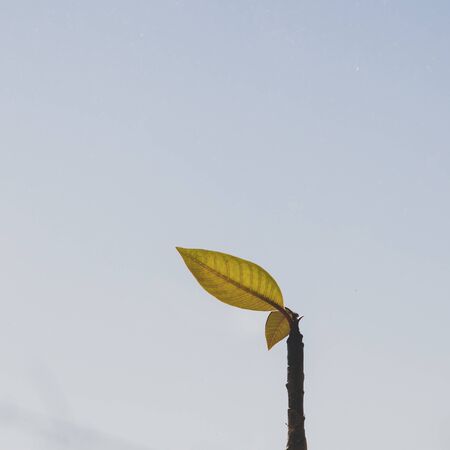 detail shot of franipani plant leaves with blue sky in the background, minimalist shot with soft tonesの写真素材
