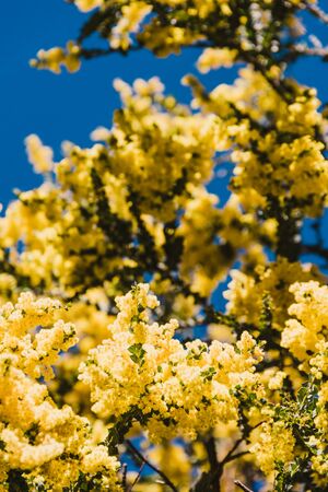 native Australian wattle tree in bloom with the typical round yellow flowers, the plant is also symbol of the countryの写真素材
