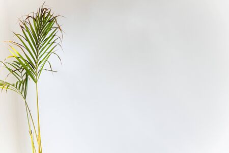 palm tree leaves on white background with copyspace, minimalistic composition shot indoor with natural lightの写真素材