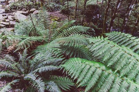 wild Australian bush during a hike in Tasmania with its untouched landscape featuring eucalypus and fernsの写真素材