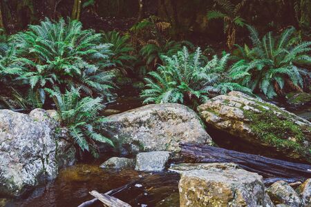 wild Australian bush during a hike in Tasmania with its untouched landscape featuring eucalypus and fernsの写真素材