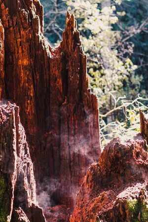 tree trunk in rainforest setting with moss steaming from the hot sunshine, shot in Australiaの写真素材