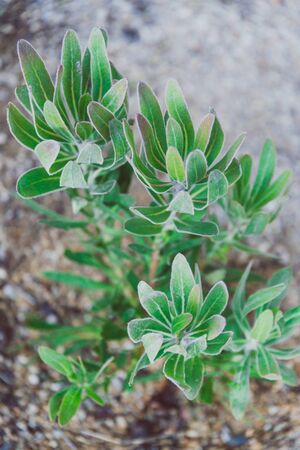 South African native protea plant with green leaves and no flowers shot at shallow depth of field in...