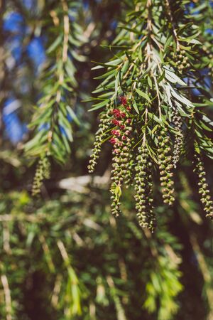 native Australian bottle brush callistemon tree in bloom with red flowers shot at shallow depth of...