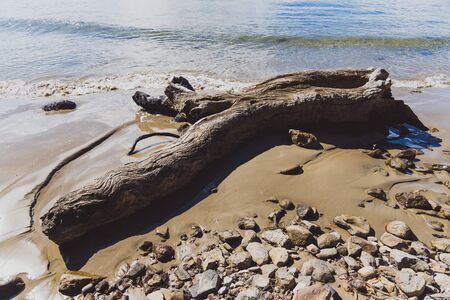 tree trunk on the shore at the beach in Taroona in Tasmania Australiaの写真素材