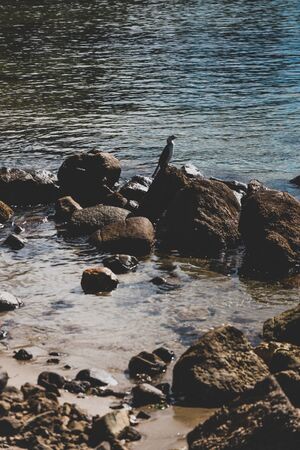 birds on top of rocks on a small rugged beach in Taroona in Tasmania Australiaの写真素材