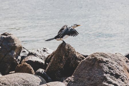birds on top of rocks on a small rugged beach in Taroona in Tasmania Australiaの写真素材