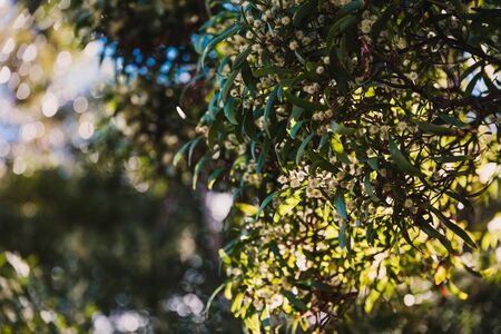 native Australian wattle tree in full bloom with the typical round flowers, the plant is also symbol of the countryの写真素材