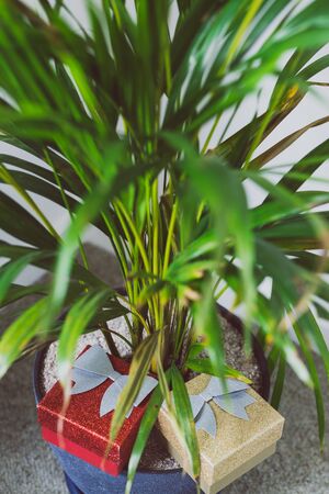 concept of warm tropical Christmas in Australia and the Southern Hemisphere in summer, funny palm plant decorated with Christmas lights and presents underneathの写真素材