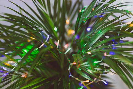 concept of warm tropical Christmas in Australia and the Southern Hemisphere in summer, funny palm plant decorated with Christmas lightsの写真素材